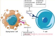 PD-1/PD-L1到底是何方神圣,检测为阴性还能免疫治疗吗？