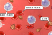 急淋b白血病是最严重的吗？急淋b白血病的成因与治疗