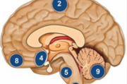 脑膜瘤病友群资讯,什么是脑膜瘤,脑膜瘤能治疗好吗？
