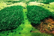 肺癌三期靶向药治疗出现肺炎：应该停药还是换药？