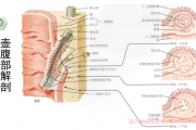 十二指肠壶腹部肿瘤是什么，壶腹部肿瘤WHO分类