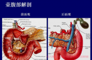 壶腹癌交流群，壶腹周围癌与胰头癌的区别