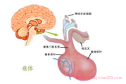 手术后垂体瘤复发，是否需要继续放疗？