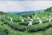 癌症患者打太极和瑜伽有什么好处？