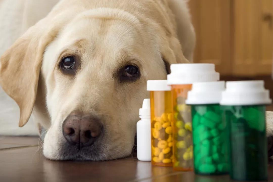 狗药能治癌症吗