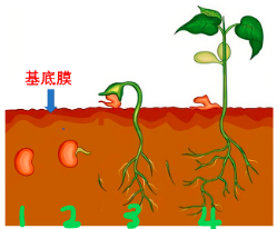 肺腺癌早期