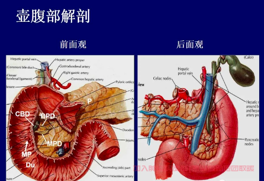 壶腹癌