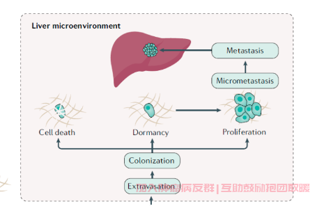 胃癌肝转移环境