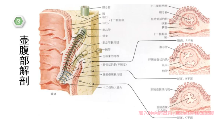 壶腹部位在哪