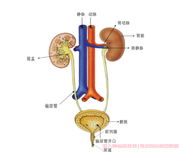 泌尿系统图片