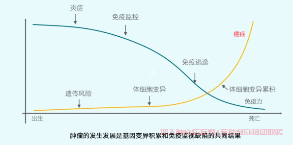 肿瘤发展与基因变异