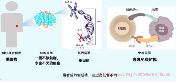 肿瘤与基因关系