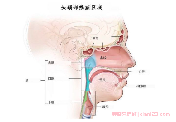 头颈癌区域