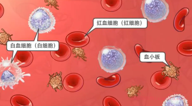急淋b白血病是最严重的吗？急淋b白血病的成因与治疗