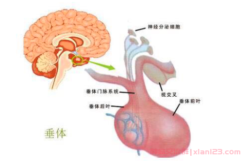 手术后垂体瘤复发，是否需要继续放疗？