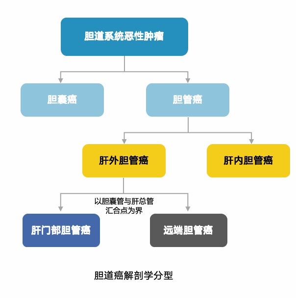 胆道癌按疾病原发部位分类