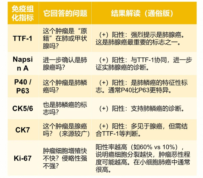 肺癌病理报告中常见的免疫组化指标解析