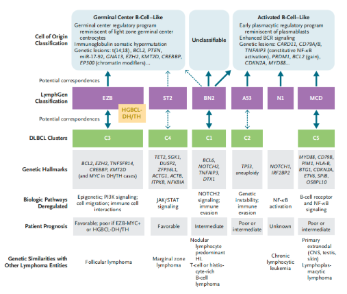 弥漫性大B细胞淋巴瘤（DLBCL）生物学特征