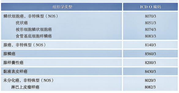 2026CSCO食管癌诊疗指南:Siewert分型,TNM分期分组 2026CSCO食管癌诊疗指南:Siewert分型,TNM分期分组